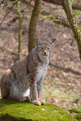 Eurasian lynx on moth stone in forest