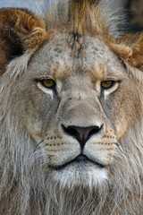 Fototapeta na wymiar Extreme close up portrait of young African lion