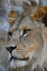 Fototapeta premium Extreme close up side portrait of African lion