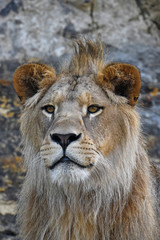 Close up portrait of young male African lion