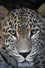 Close up portrait of Amur leopard