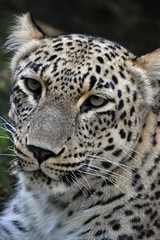 Naklejka na ściany i meble Close up portrait of Amur leopard