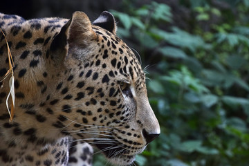 Side portrait of Amur leopard in forest