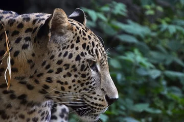 Rolgordijnen Side portrait of Amur leopard in forest © breakingthewalls