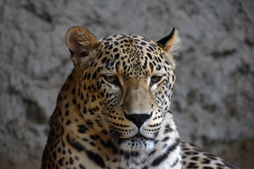 Close up portrait of Amur leopard over rocks