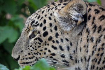 Side portrait of Amur leopard in forest