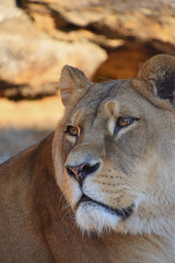 Close up side portrait of female African lioness