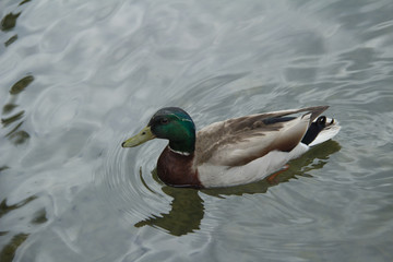 Male Mallard
