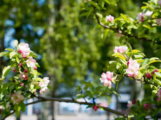 Branch of Apple blossoms on a background of a Park background with place for text.