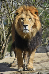 Fototapeta premium Close up portrait of lion looking at camera