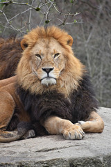 Fototapeta premium Close up portrait of lion looking at camera
