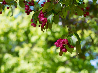 Branch of Apple  red blossoms in Park, background with place for text.