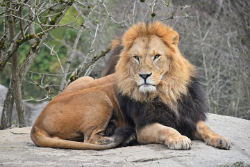 Obraz na płótnie Canvas Close up portrait of lion looking at camera