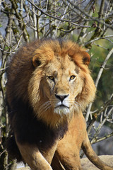 Close up portrait of lion looking at camera