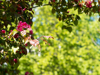 Branch of Apple  red blossoms in Park, background with place for your text.