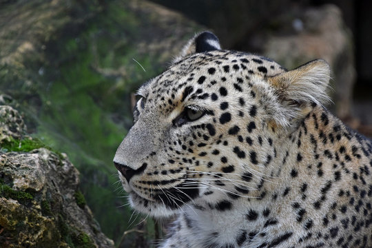 Close up side portrait of Amur leopard over rocks