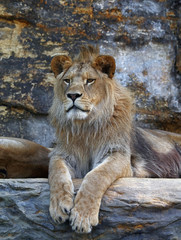 Obraz premium Young male African lion laying on the rock