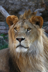 Fototapeta na wymiar Close up portrait of young male African lion
