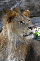 Fototapeta na wymiar Close up side portrait of young male African lion