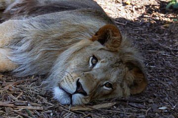 Young male African lion laying on the ground