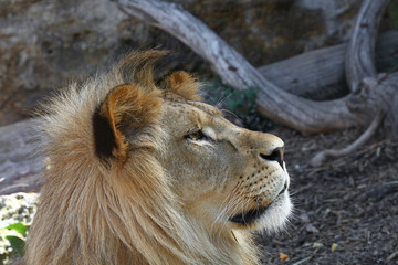 Close up side portrait of young male African lion