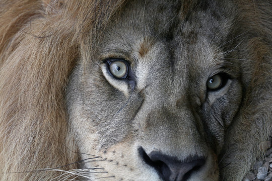 Extreme close up portrait of African lion