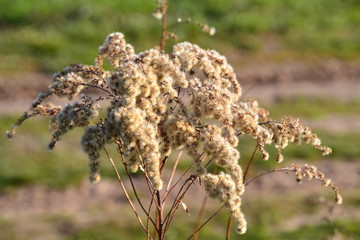 Dry fragrant plant. Close-up