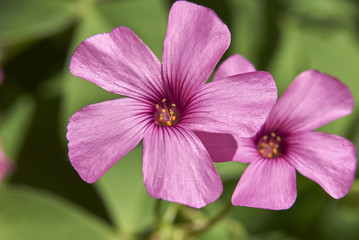 Oxalis articulata