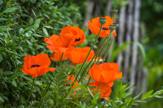 Mohnblumen am Zaun - Poppies on the fence HFF !
