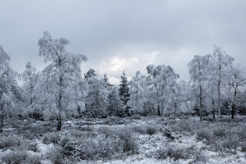 Nordschwarzwald im Frost