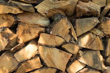 Brennholz im Querschnitt