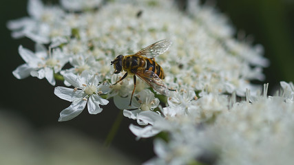 Wespe auf weißen Blüten