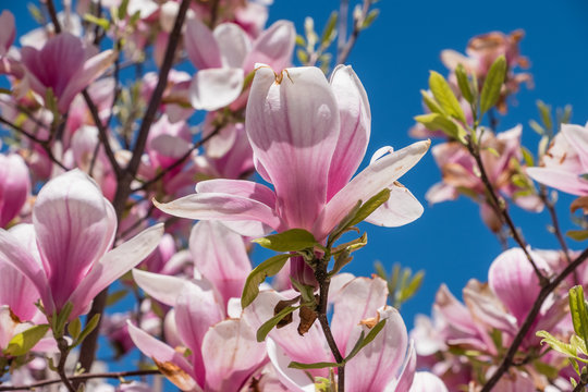 Blooming Magnolia on a blue sky background © Vladimir