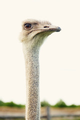 ostrich over white background, summer time