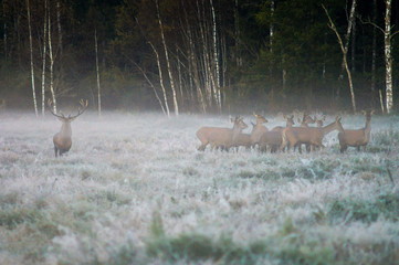 Red deer and several doe on the field  in a foggy early morning during the rut. Belarus, Naliboki...