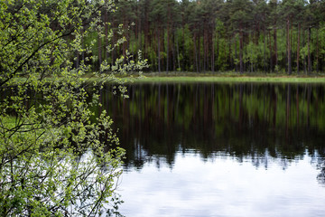 reflections of trees in the lake water in the bright midday sun