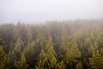 panoramic view of misty forest at majestic sunrise over trees
