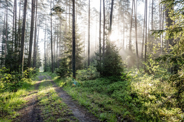 Morning sun beams in the summer forest