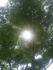 Sunshine