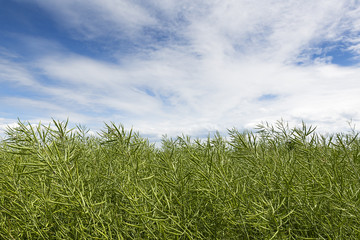 green field against blue sky