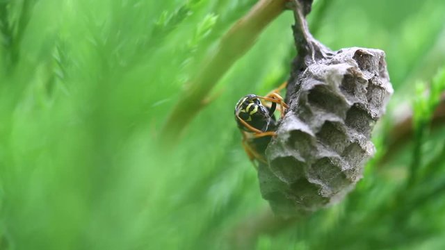 Wasp at the nest on green background in wildlife