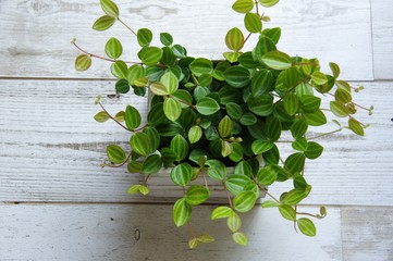 ペペロミア・アングラータ（観葉植物）