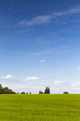 Fototapeta na wymiar green field against blue sky