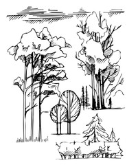 Graphic line Illustration , the entourage of trees on a white background