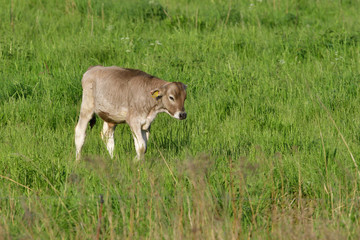 Braunvieh Kalb