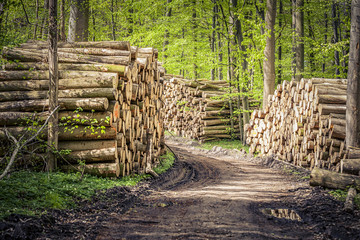 Holzpolter im Wald