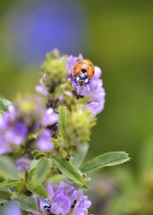 Ladybug isolated on a purple loosestrife plant in a bright Sun, with dense green foliage and purple flowers in soft focus at the background. 