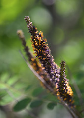 Leadplant isolated in a shaded Sun, with dense green foliage and light shadows in soft focus at the background.