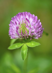 Red clover isolated in a warm Sun, with dense green foliage in soft focus at the background.