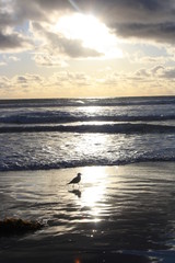 Vogel am Strand von San Diego bei Sonnenuntergang